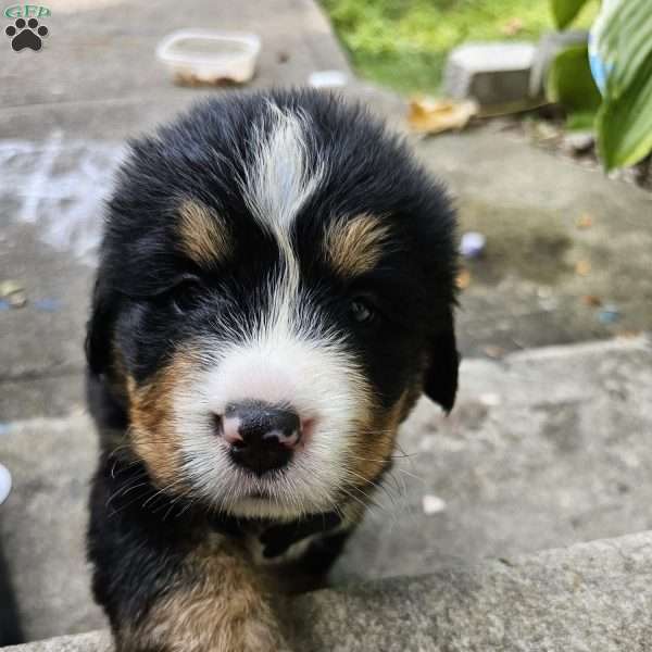 Duke, Bernese Mountain Dog Puppy